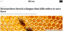 研究生如此读新闻 - 第1期 蜜蜂