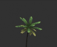 一颗棕榈树